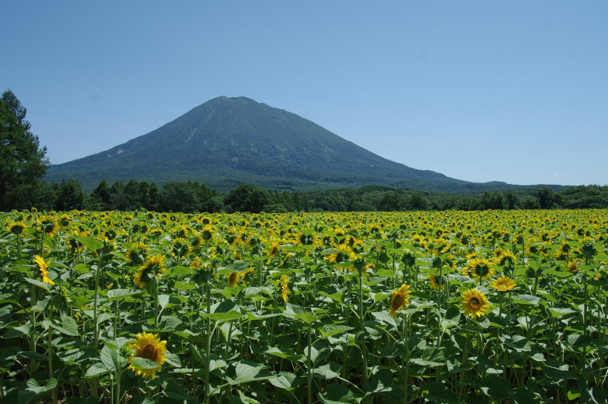 Niseko Izumikyo Villa Kutchan Bagian luar foto